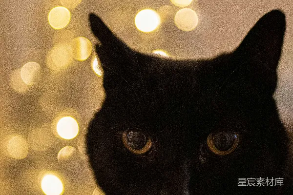 高清摄影 黑猫和黄色光斑