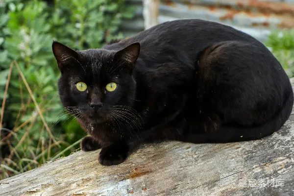 高清摄影 黑猫趴在棕色木头上