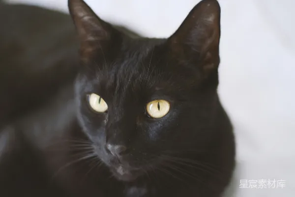 高清摄影 黑猫，黄眼睛