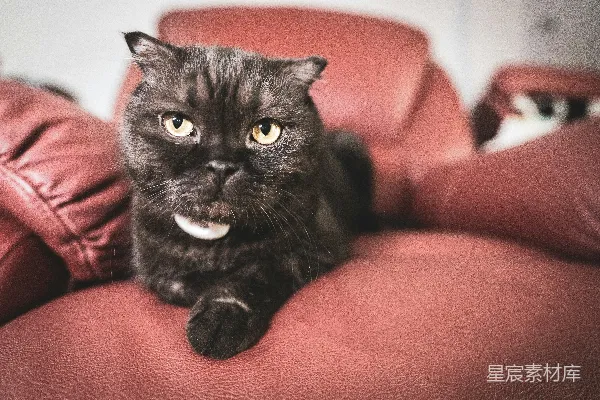 高清摄影 一只黑猫坐在红色沙发上。