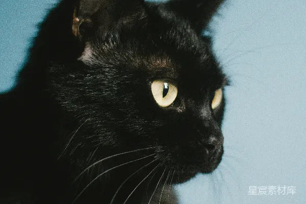 高清摄影 黑猫，绿眼睛