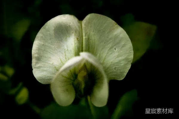 高清摄影 一朵白花和绿色叶子在背景中。