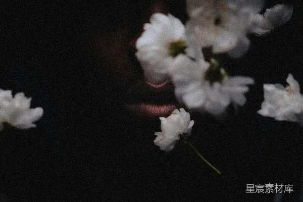 高清摄影 白花绿叶