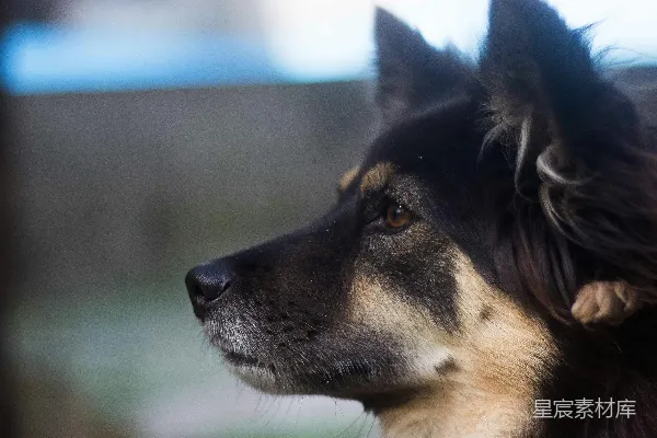 高清摄影 黑棕德国牧羊犬