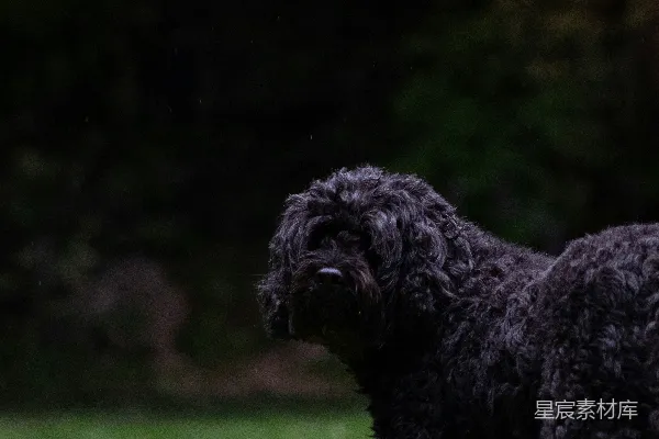 高清摄影 白天，黑色的贵宾犬在绿色的草地上。