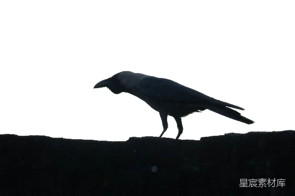 高清摄影 一只黑色的鸟站在岩石上。