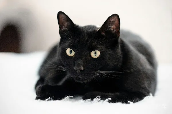 高清摄影 一只黑猫躺在白色的床上