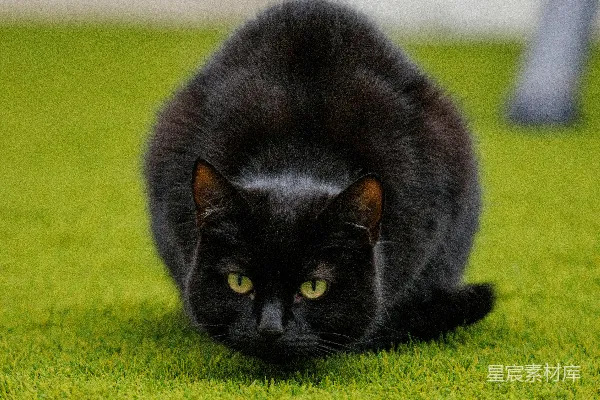 高清摄影 一只黑猫坐在绿色地毯上