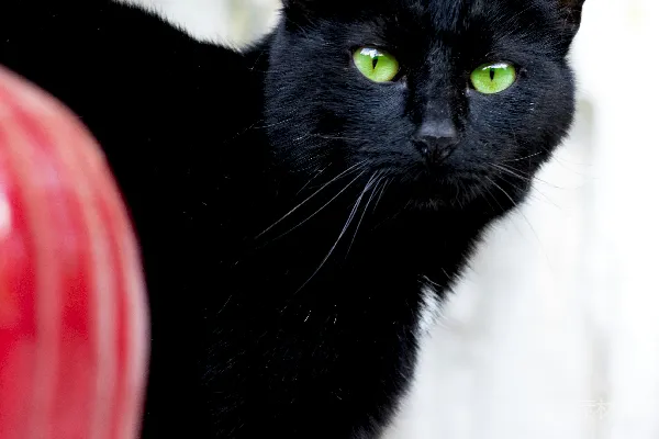 高清摄影 红塑料容器上的黑猫