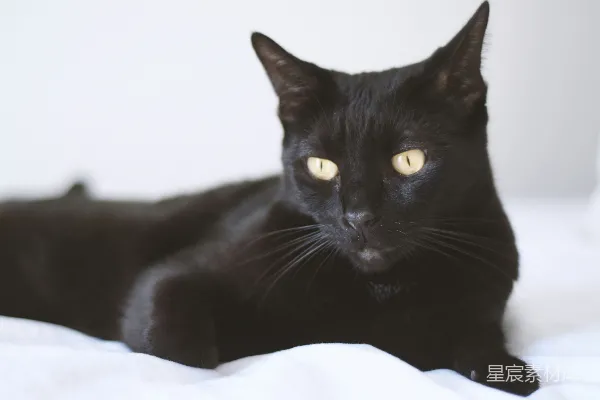 高清摄影 黑猫