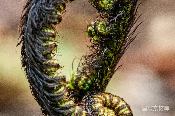 高清摄影 一株蕨类植物的叶片以螺旋状展开。