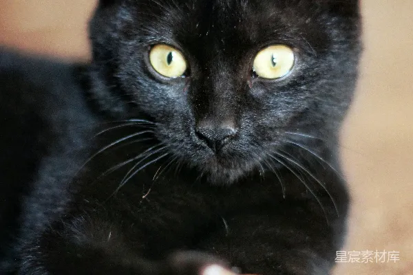 高清摄影 一只黑猫躺在地板上玩着玩具。