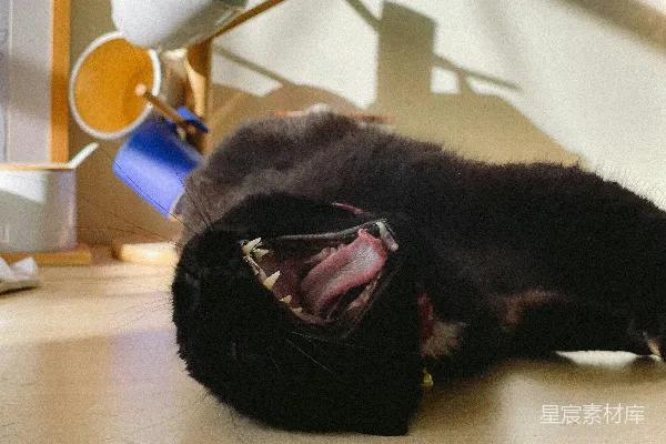 高清摄影 黑猫打了个大大的哈欠。