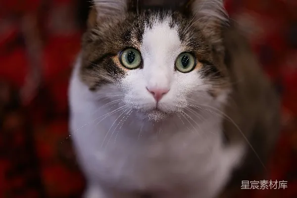 高清摄影 一只猫坐在地毯上抬头看。