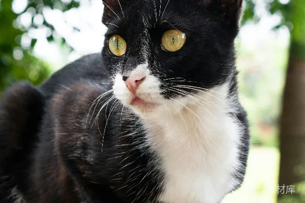 高清摄影 白天的绿草地上有一只黑白相间的猫