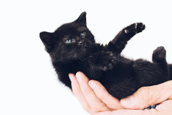 高清摄影 抱着黑色小猫的人