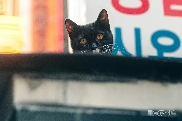 高清摄影 一只黑猫坐在屋顶上。