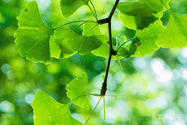 高清摄影 绿叶植物