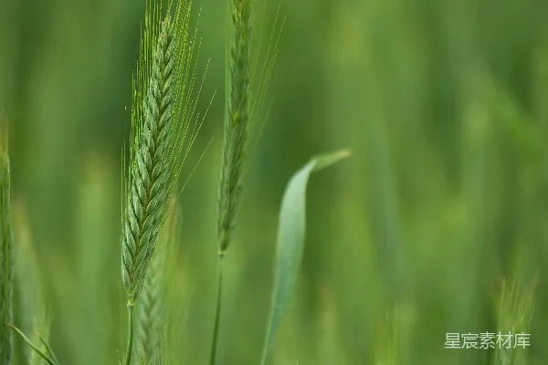 高清摄影 田野中的一株绿色植物的特写