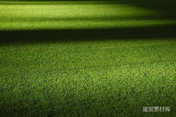 高清摄影 夜晚的绿草地