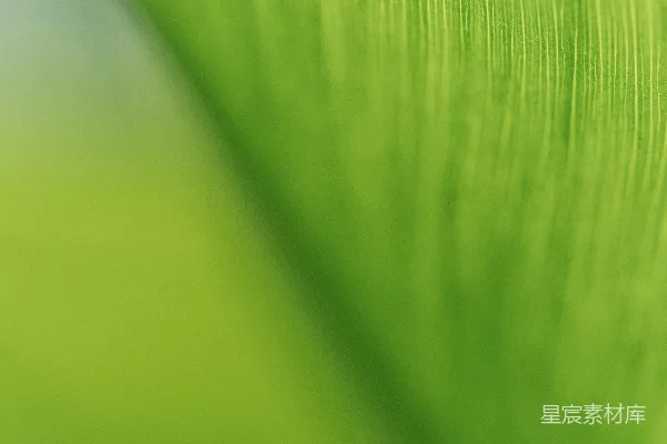 高清摄影 一张绿色叶子的特写照片
