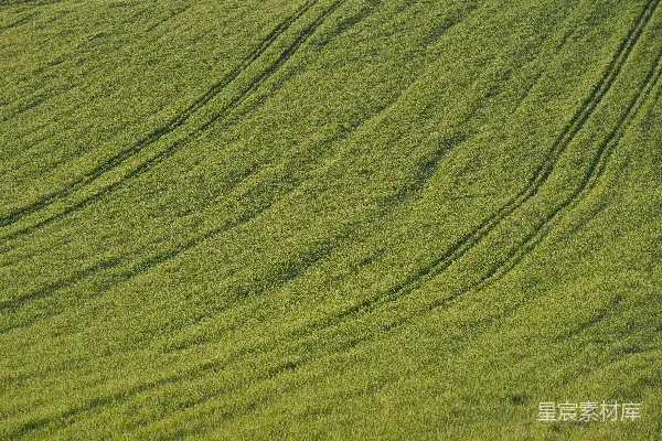 高清摄影 白天的绿草地