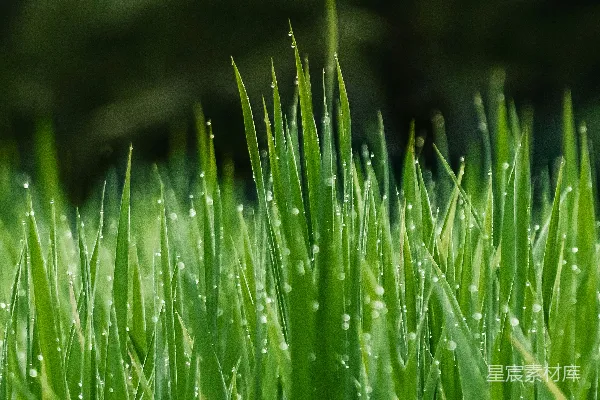 高清摄影 在特写照片中，绿色的草地。