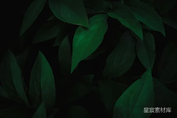 高清摄影 一张绿色树叶的特写照片