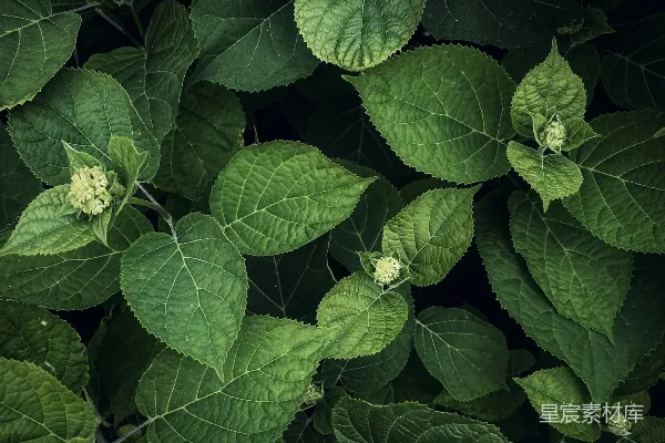 高清摄影 近距离拍摄的绿色植物，叶子清晰可见。