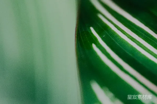 高清摄影 一个绿色和白色花瓶的特写。