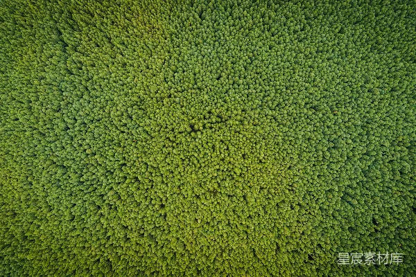 高清摄影 航拍绿树