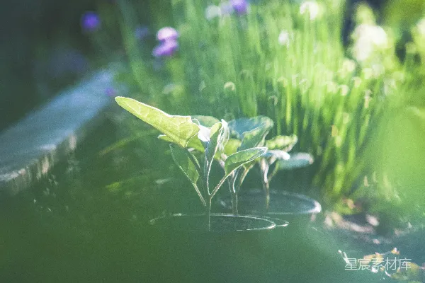 高清摄影 白天水面上的绿叶