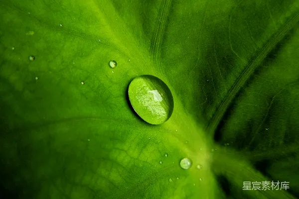 高清摄影 水珠在绿叶上