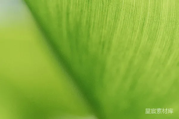 高清摄影 一张绿色叶子的特写照片