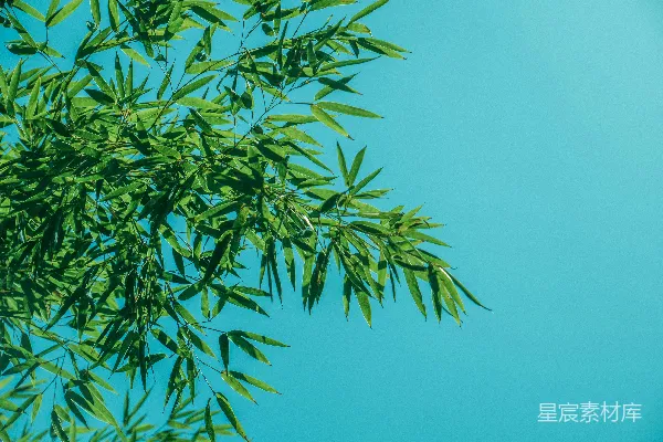 高清摄影 一根枝叶青翠的树枝，背景是蓝色的天空。