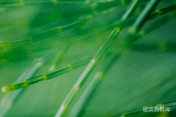 高清摄影 绿色植物