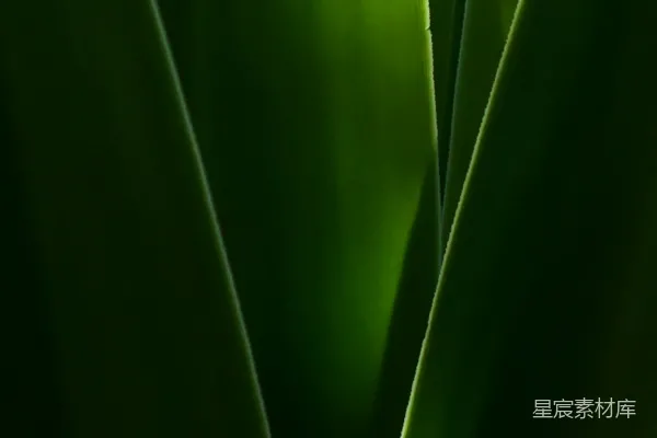 高清摄影 在近距离摄影中拍摄的绿色叶子植物