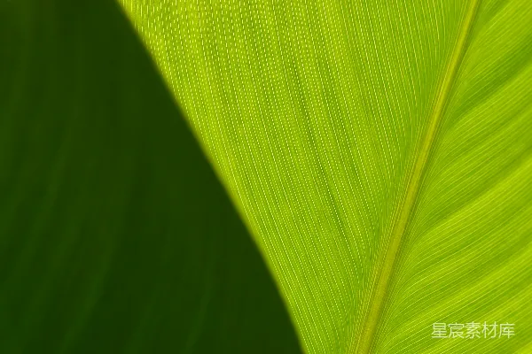 高清摄影 一张绿色叶子的特写照片