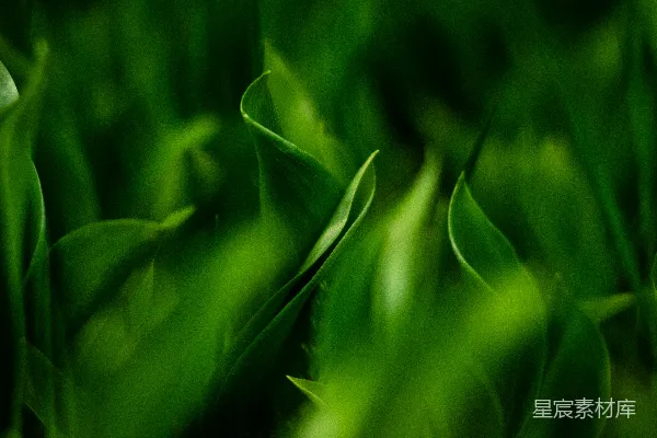 高清摄影 近距离拍摄的绿色草地