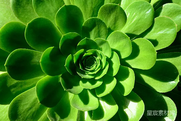 高清摄影 绿色多肉植物