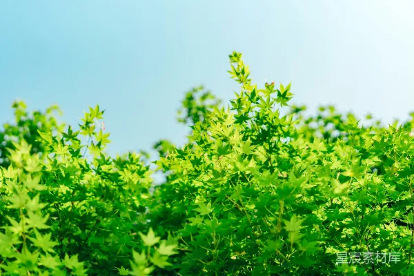 高清摄影 绿色植物