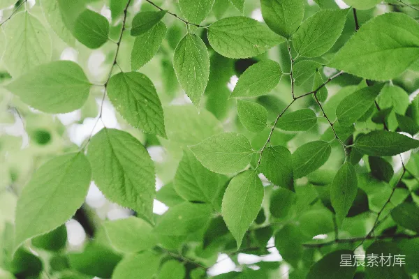 高清摄影 白天的绿叶树