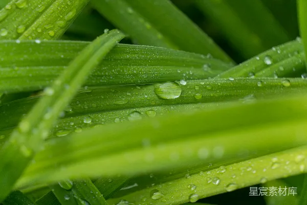 高清摄影 一张水珠附着在绿色植物上的特写照片。