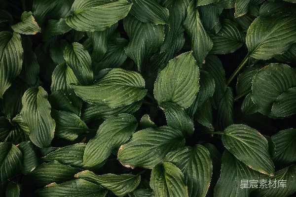 高清摄影 绿色叶子的植物