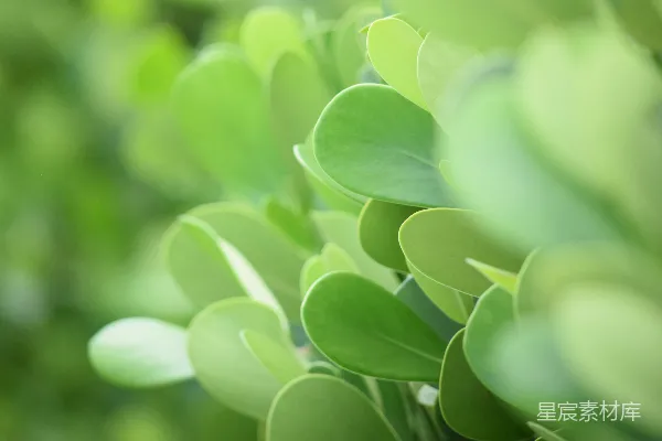 高清摄影 绿色植物