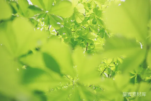 高清摄影 绿叶植物
