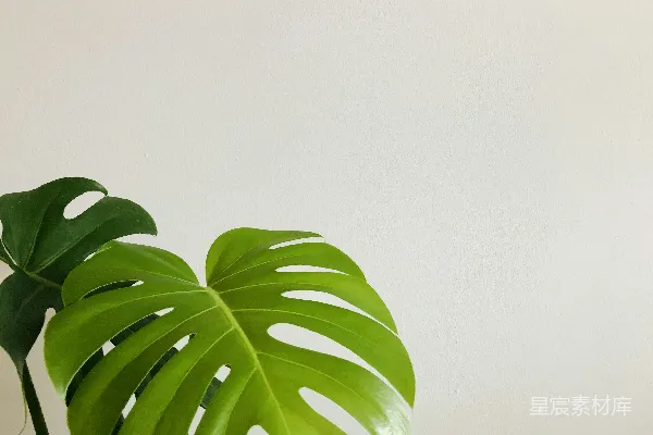 高清摄影 白墙上的绿叶