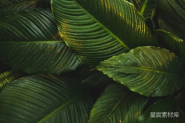 高清摄影 对焦摄影中的绿叶