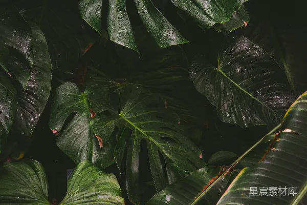 高清摄影 绿叶植物的视角