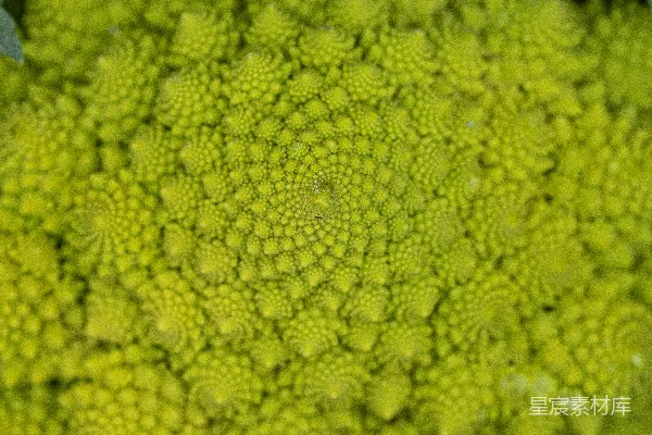 高清摄影 一张植物的特写照片